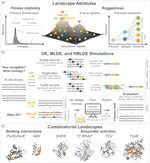 Evaluation of Machine Learning-Assisted Directed Evolution Across Diverse Combinatorial Landscapes